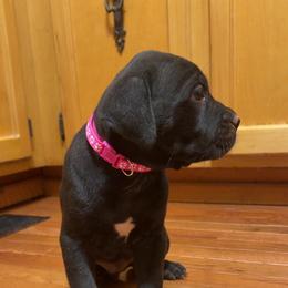Pink Collar Female - Black female Cane Corso puppy in Jasper, Alabama from C&M Cane Corso