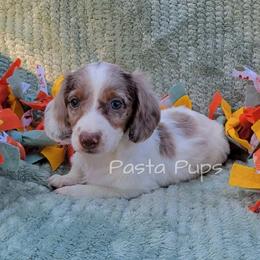 AKC Dr Pepper - Dapple male Dachshund puppy in Texarkana, Arkansas from Pasta Pups Miniature Dachshunds