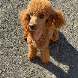 Max - Poodle