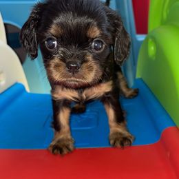 Dubai - Black and tan female Cavalier King Charles Spaniel puppy in Melbourne, Florida from Majestic Cavaliers of Melbourne FL