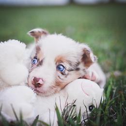 Border Collie and Maremma Sheepdog Puppies from 2J 2K Border Collies