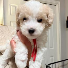 Red - Parti male Maltipoo puppy in Clarksville, Tennessee from Bee Mine Maltipoos and Pomeranians