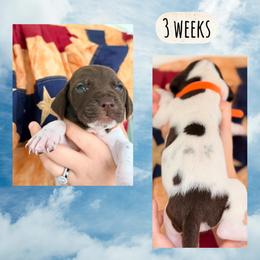 Orange-boy - White and liver male German Shorthaired Pointer puppy in Macclenny, Florida from Dillon's GSPs