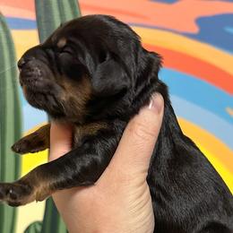 Bernedoodles, Goldendoodles, and Golden Mountain Doodles from Sonoran Standard Doodles