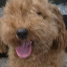 Maltese, Maltipoos, and Poodles from DeVall Maltipoos