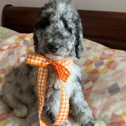 Black Eye Pea - Merle male Labradoodle puppy in Greensboro, Georgia from B’s Doodles