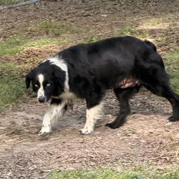 Razzle - Australian Shepherd