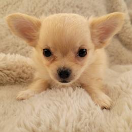Sunny - Cream female Chihuahua puppy in Space Coast, Florida from ChibiChi
