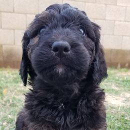 Lucky Charm Anemone - Phantom Bernedoodle puppy in Mesa, Arizona from Cookies and Cream Doodles