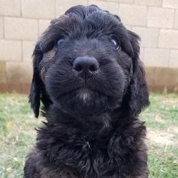 Lucky Charm Anemone - Phantom Bernedoodle puppy in Mesa, Arizona from Cookies and Cream Doodles