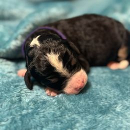 Purple collar female - Tri-color female Bernedoodle puppy in Colorado Spgs, Colorado from Colorado Springs Doodles