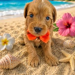 Maui - male Cavapoochon puppy in Bullard, Texas from Cavapoochon Central LLC