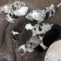 Noname 4 - Red merle male Border Collie puppy in Hopedale , Ohio from Whipple Farms