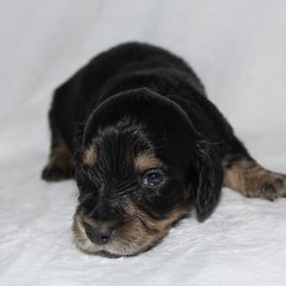 Boo - Dapple male Dachshund puppy in Powderly, Texas from Kuttin’ Up Mini Aussies