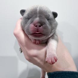 Pho Soup - Blue fawn female French Bulldog puppy in New Hampton, New Hampshire from Kismet French Bulldogs