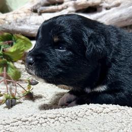Coal (has tail) - Black tri-color male Australian Shepherd puppy in Butler, Georgia from Aussies at Howling Hill Farm
