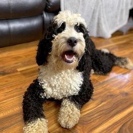 Lola - Bernedoodle