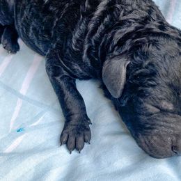 Boy 1 - Goldendoodle puppy in Beggs, Oklahoma from Meyers Doodles