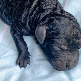 Boy 1 - Goldendoodle puppy in Beggs, Oklahoma from Meyers Doodles