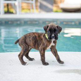 Lime Green - Brindle male Boxer puppy in Georgia from Stephanie’s Boxers