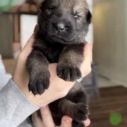 German Shepherd Puppies from Von Dem Flussufer
