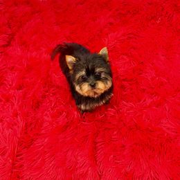 Patti - Black and tan female Yorkshire Terrier puppy in Sandy Hook, Kentucky from The Royal Yorkie Den LLC