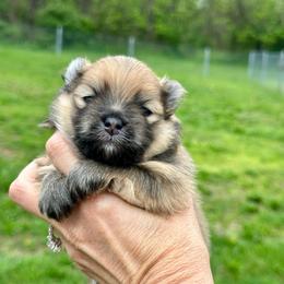 Milo - Cream sable male Pomeranian puppy in Uniontown, Pennsylvania from Oh So Sassy Poms