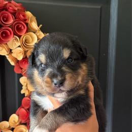 Java - Black tri-color male Australian Shepherd puppy in Spartanburg, South Carolina from Hub City Aussies