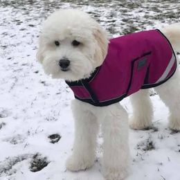 Australian Labradoodle All Grown Up from Chestnut Hill Australian Labradoodles