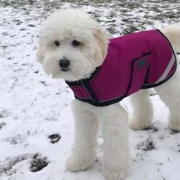 Australian Labradoodle All Grown Up from Chestnut Hill Australian Labradoodles