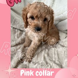 Cavapoo and Poodle Puppies from Cara Howell