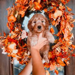 Red Girl - Red  female Goldendoodle puppy in Beecher, Illinois from Cherry Lane Doodles