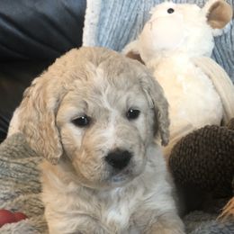 Goldendoodle Puppies from Kellee's Goldendoodles