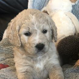 Goldendoodle Puppies from Kellee's Goldendoodles