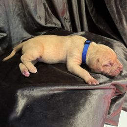 BRUCE Wayne - Fawn male American Bully puppy in Texas from TEXAS BULLY FAMILY