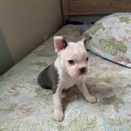 Silver - Seal and white Boston Terrier puppy in Oklahoma from WAOK B&F AKC PUPS