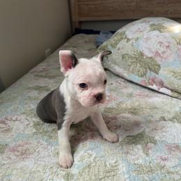 Silver - Seal and white Boston Terrier puppy in Oklahoma from WAOK B&F AKC PUPS
