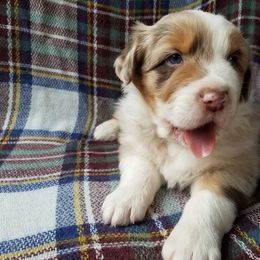 Australian Shepherd Puppies from Middle Fork Australian Shepherds