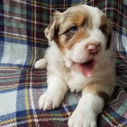 Australian Shepherd Puppies from Middle Fork Australian Shepherds