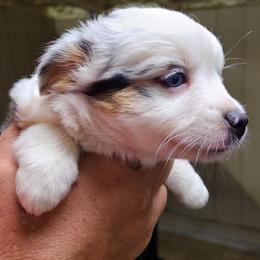 Miniature Australian Shepherd and Toy Australian Shepherd Puppies from Beasley Acres Aussies