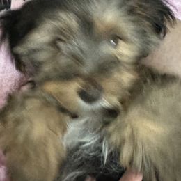 Yorkshire Terriers from Lizzy's 3 Beauties