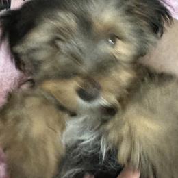 Yorkshire Terriers from Lizzy's 3 Beauties