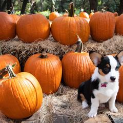 Pembroke Welsh Corgi Puppies from South Texas Blue Collar Corgis