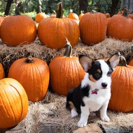 Pembroke Welsh Corgi Puppies from South Texas Blue Collar Corgis