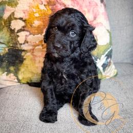 Percy (blue collar) - Black male Goldendoodle puppy in Murrieta, California from Apricot Poodles & Goldendoodles, LLC