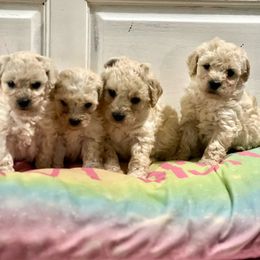 Maltipoo - Maltipoo