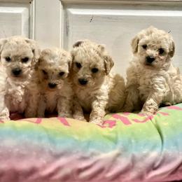 Maltipoo - Maltipoo