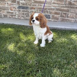 Holly - Cavalier King Charles Spaniel