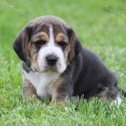 Beagle and Boston Terrier Puppies from Marti Acres ~ Boston Terrier & Beagles