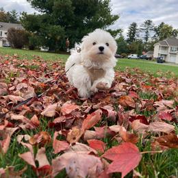 Maltese Puppies from TCBs Glowing Maltese
